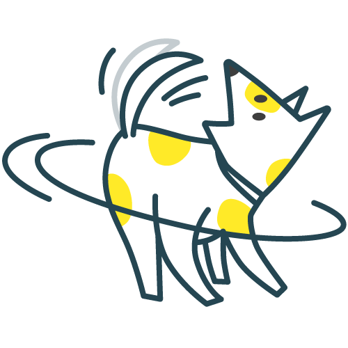 Custard the dog chasing his tail