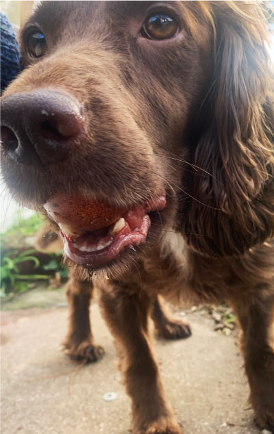 Hetty with another egg in her mouth