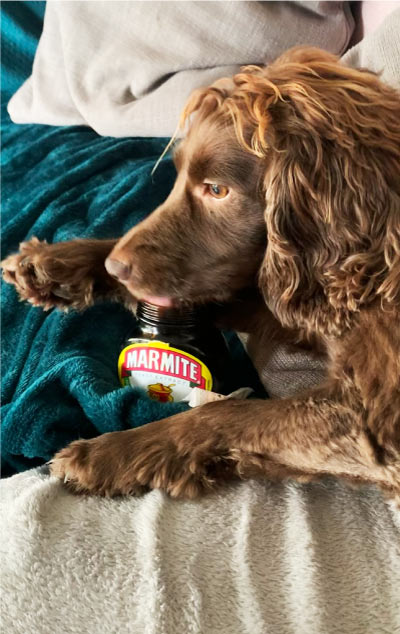 Hetty licking the empty Marmite jar