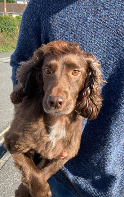 Hetty being carried on a walk