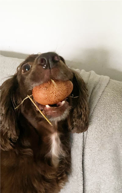 Hetty with an egg in her mouth