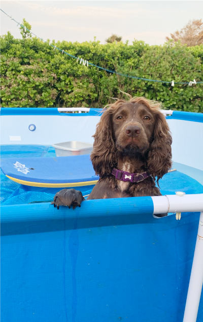 Hetty stuck in the garden paddling pool