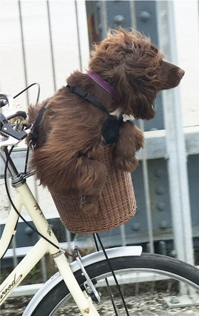 Hetty riding in a bike basket