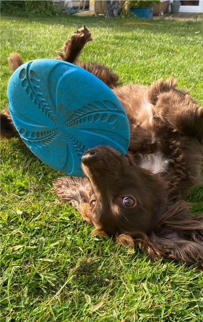 Hetty being a weirdo holding her frisbee upside down