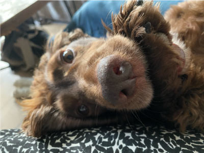 Hetty with paw in her mouth