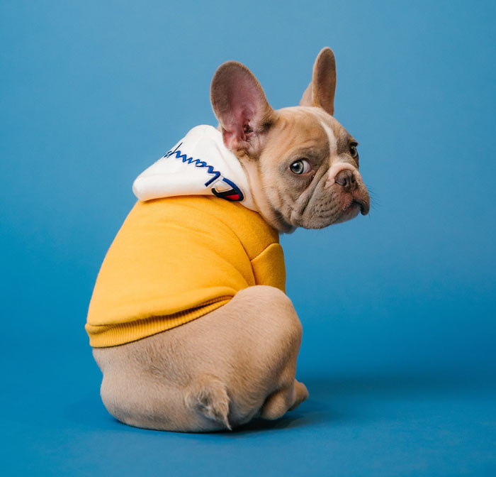 What the French Bulldog is<br>micro volunteering?