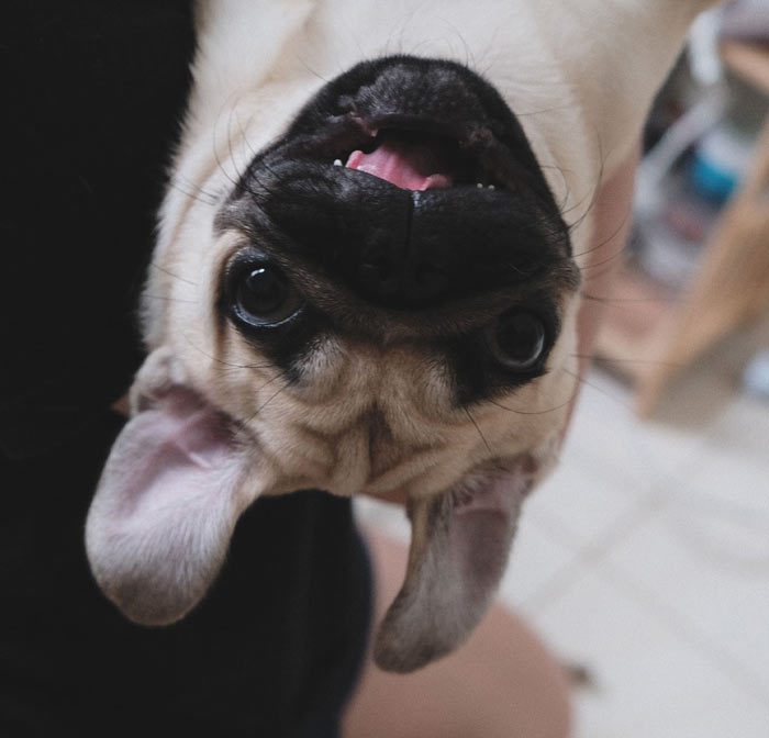 I can solve your pug problem